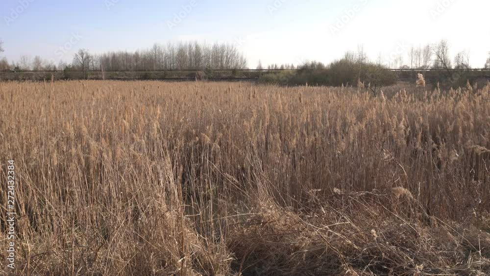 A large lake overgrown with dry yellow reeds for fishing, spring, fire hazard, background A large lake overgrown with dry yellow reeds for fishing, spring, fire hazard, background