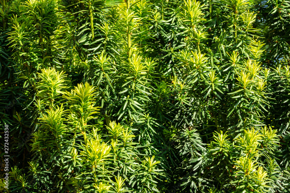 Fototapeta premium New bright green with yellow stripes foliage on yew Taxus baccata Fastigiata Aurea (English yew, European yew) in spring garden as natural background. Selective focus. Nature concept for design