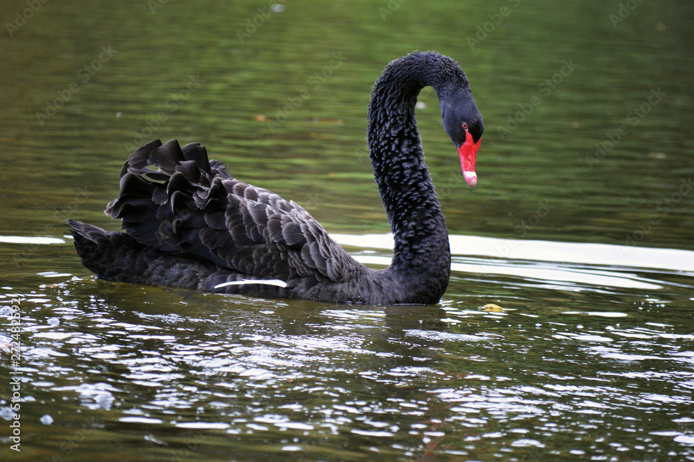 Naklejka premium black swan on water