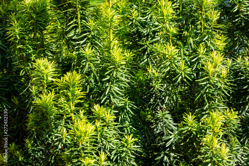 New bright green with yellow stripes foliage on yew Taxus baccata Fastigiata Aurea  English yew  European yew  in spring garden as natural background. Selective focus. Nature concept for design