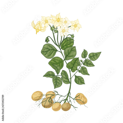 Elegant natural drawing of potato plant with flowers, roots and tubers