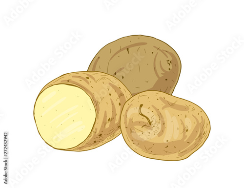 Elegant realistic drawing of potato tubers
