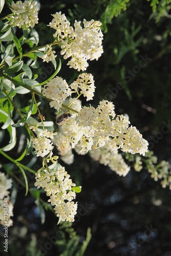 privet bush with white,fragrant flowers