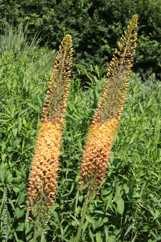 yellow flowers of Eremurus stenophyllus plant photo