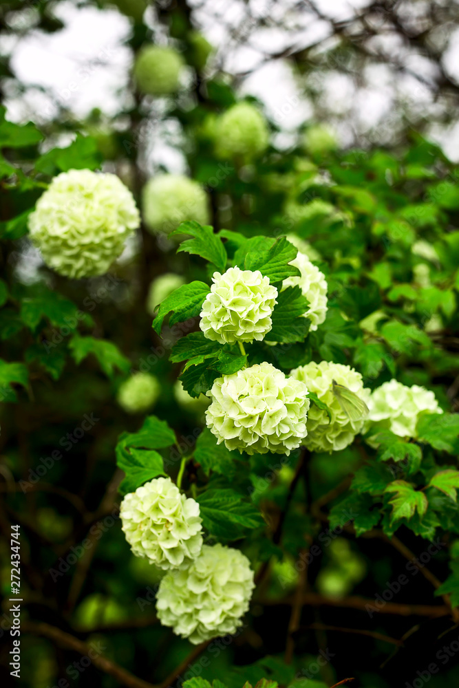 Natural botanical background with flowers in dark colors and greens Natural botanical background with flowers in dark colors and greens