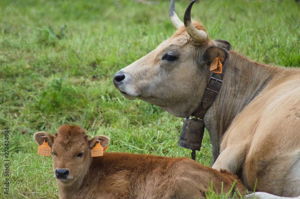 Vacas marrones descansando en un prado.
