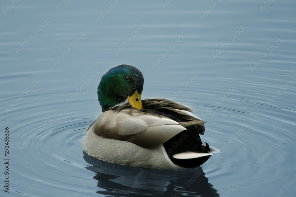 Fototapeta premium ENTE IM WASSER