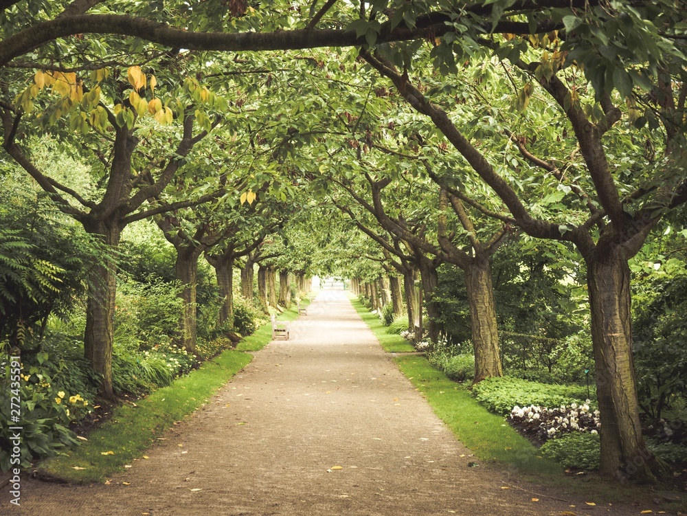 Naklejka premium allée d'arbre