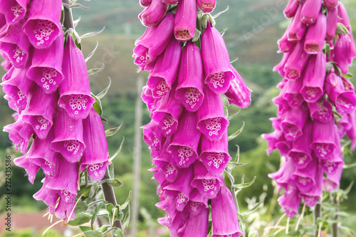 Detail of digitalis purpurea springtime flowers photo