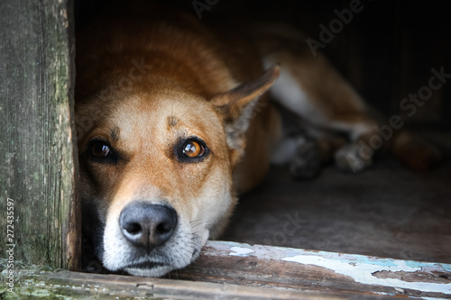 Foto Sad view of a lonely red dog lying in the kennel - an old wooden house
