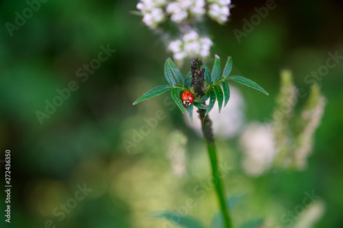 Roter Herrgottskäfer auf grüner Pflanze mit grünem Bokeh