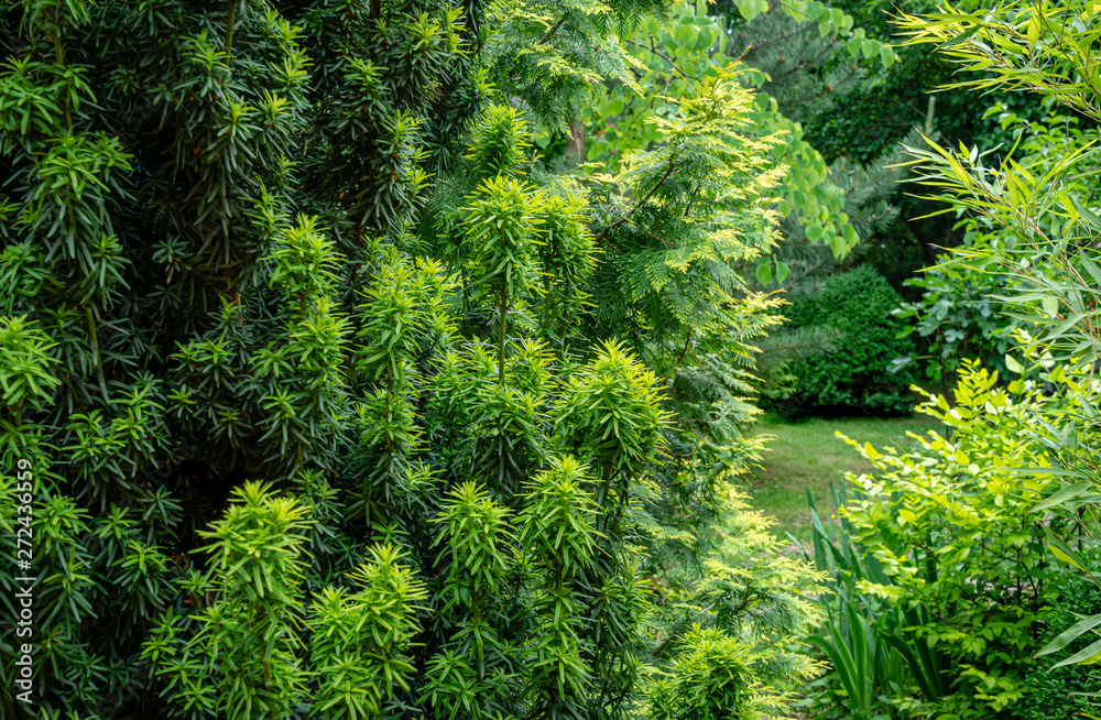 Combination of beautiful column of yew Taxus baccata Fastigiata Aurea on evergreen plants background, and graceful bamboo Phyllostachys aureosulcata foliage in garden on right