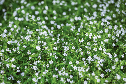 Small white flowers on the background of green leaves. Flower meadow.