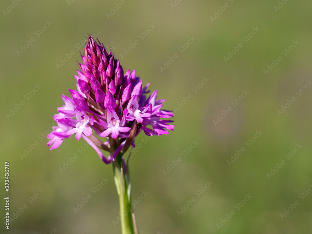 Pyramidal Orchid, Anacamptis pyramidalis. Wild flower. Pyramidal Orchid, Anacamptis pyramidalis. Wild flower.
