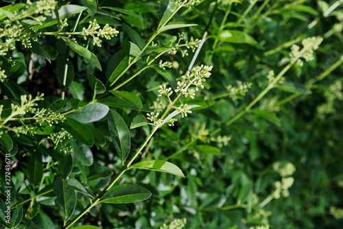 Closeup of a flowering branch of privet hedge, ligustrum plant