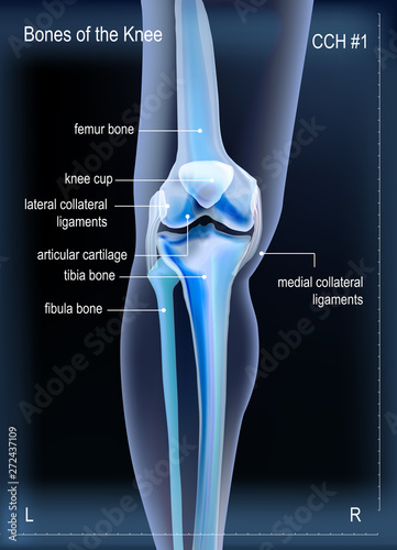 X ray bones the of knee