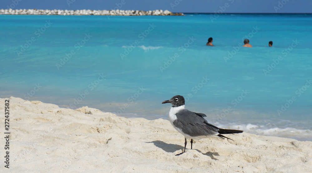 Caribbean seagull on the beach in Cancun in Mexico. Caribbean seagull on the beach in Cancun in Mexico.