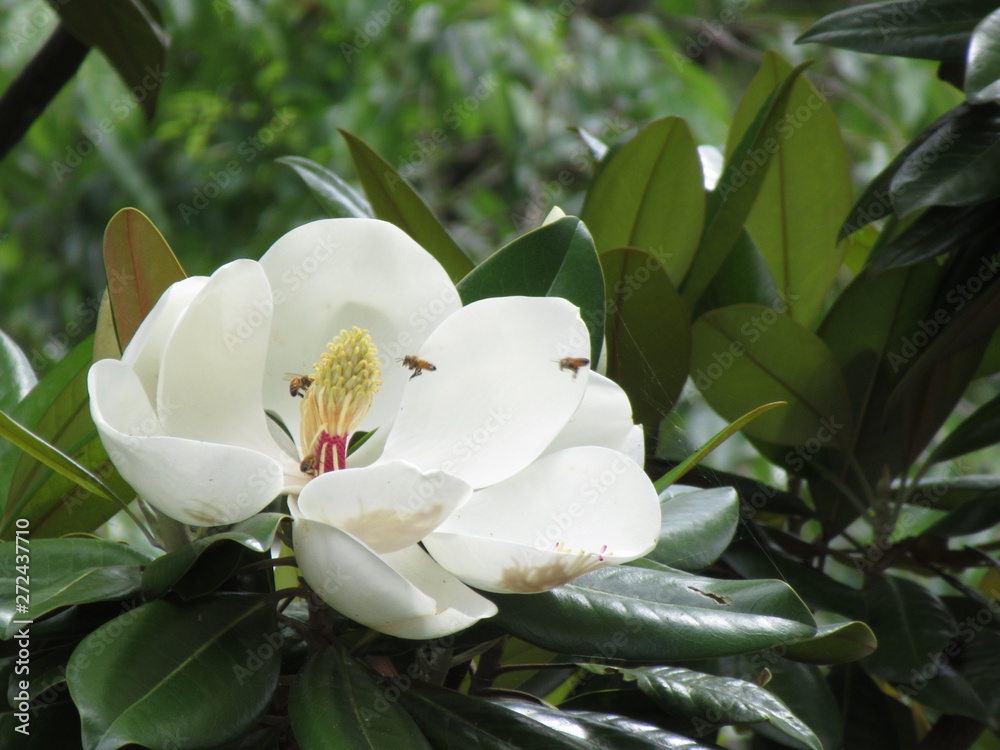 Obraz premium 公園の大山木の花に群がるミツバチ