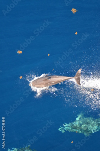 Bottle-nose Dolphin, Tursiops truncatus, jumping out of the water, Atlantic ocean 