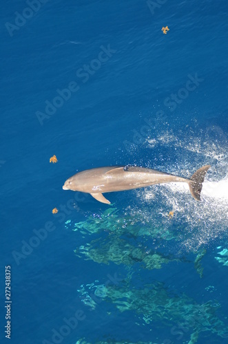 Bottle-nose Dolphin, Tursiops truncatus,  jumping out of the water, Atlantic ocean  © Mariusz