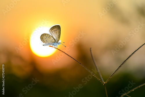 Butterfly On flowers