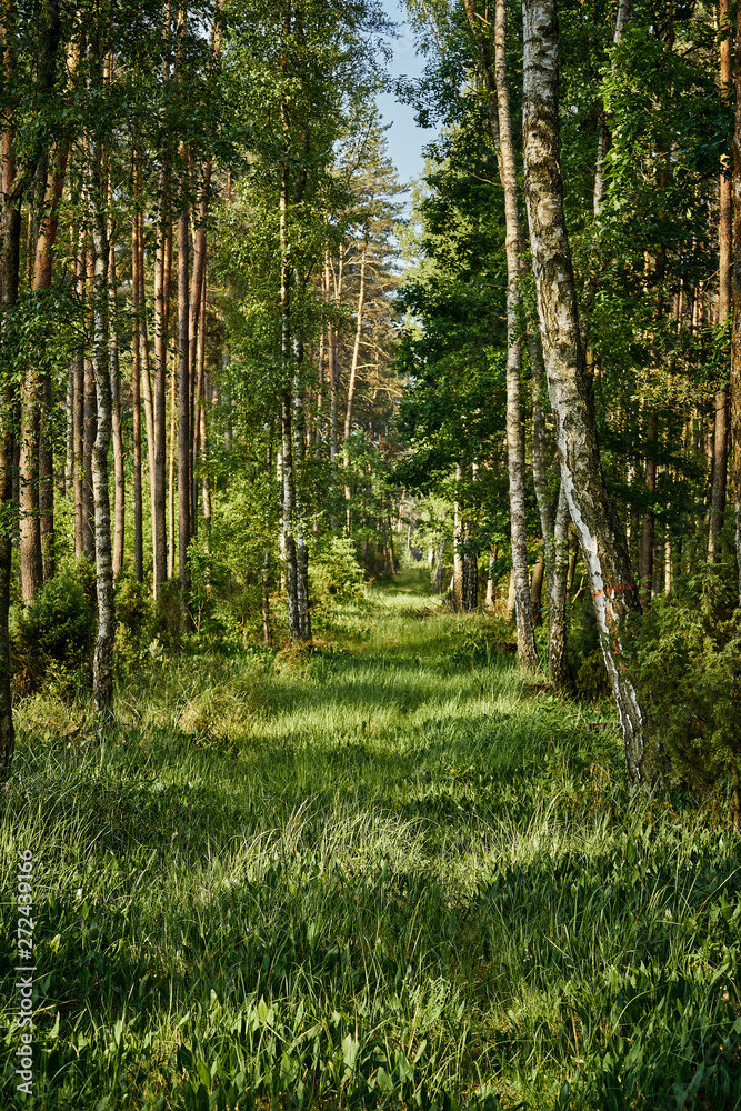 Fototapeta premium Green landscape of beautiful summer forest at sunrise