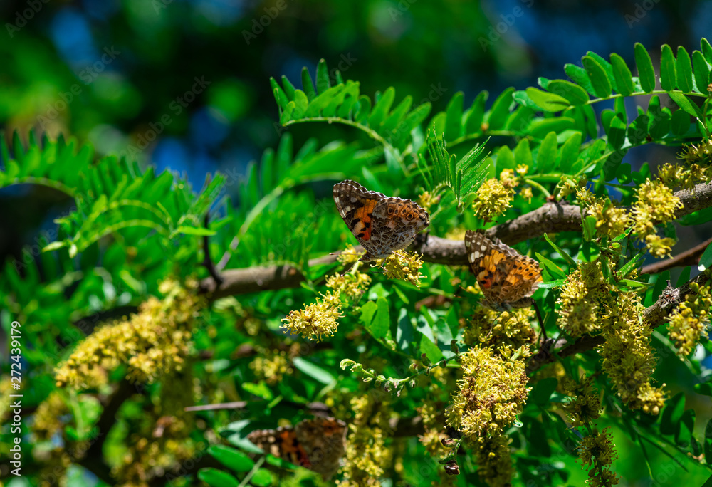 Vanessa cardui butterfly color summer flowers nature