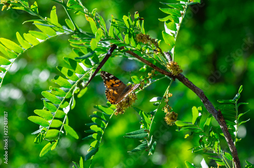 Vanessa cardui butterfly color summer flowers nature photo