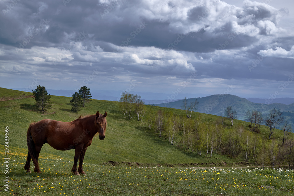 The beautiful wild horse on the mountain Stolovi looks at me and poses. Photograph taken this spring on a family trip.