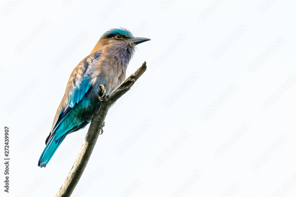 Fototapeta premium Colorful Indian Roller perching on a perch isolated on white background