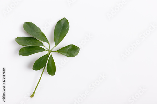 Tropical green leaf frame on white background © Olga Ionina