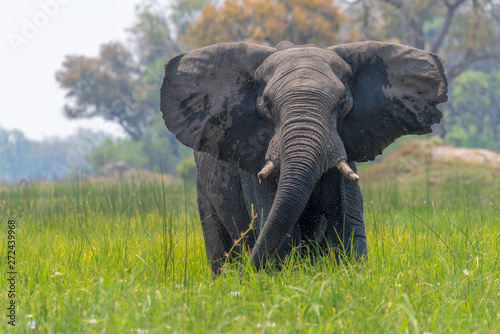Canvas Print ein Elefant stellt warnend die Ohren, Okavango Delta, Botswana