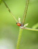 Ladybug in the green plant . bugs and insects world. Nature in spring concept.