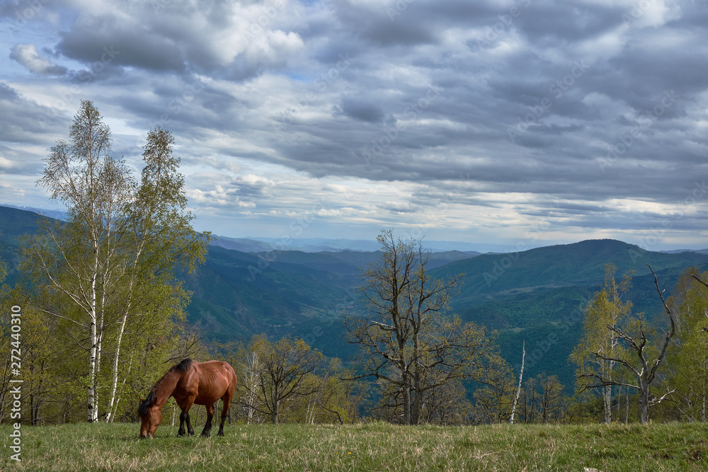 A wild horse on the mountains of Stolovi in ​​central Serbia. A few yards from me eat grass. Photogravery created this spring on a family trip.