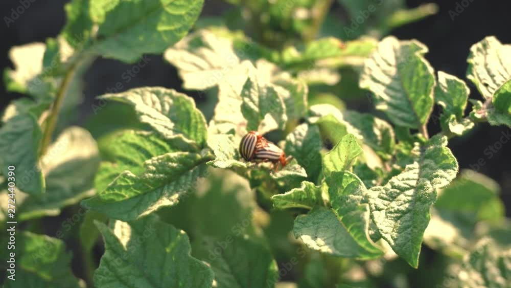 Colorado potato beetles, plant pest, insects vermin. Colorado potato beetles, plant pest, insects vermin.