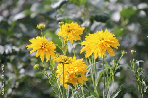 Chrysanthemum is a genus of annual and perennial herbaceous plants of the Astrovye family