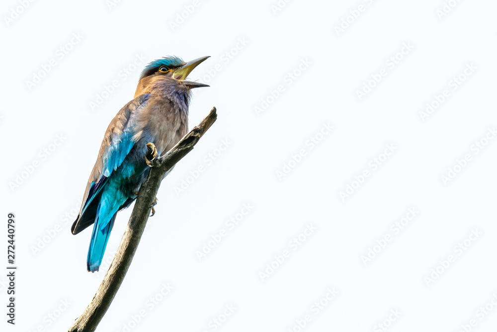 Colorful Indian Roller perching on a perch and opening its beak isolated on white background