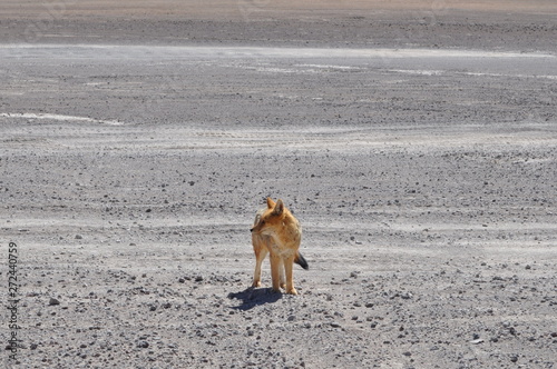 Wild red fox in desert around Salar de Uyuni in Bolivia.