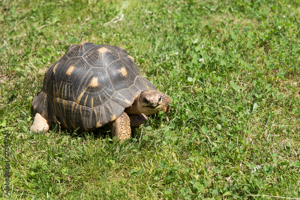 Turtle slowly crawls in the green grass Turtle slowly crawls in the green grass