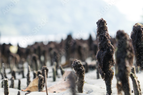 Um olhar mais de perto