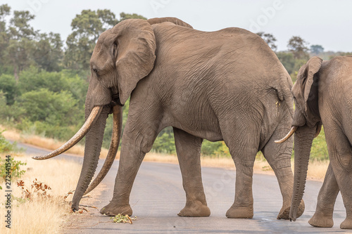 African elephant  with large tusks crossing a road