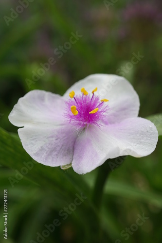 Tradescantia Temptation flower