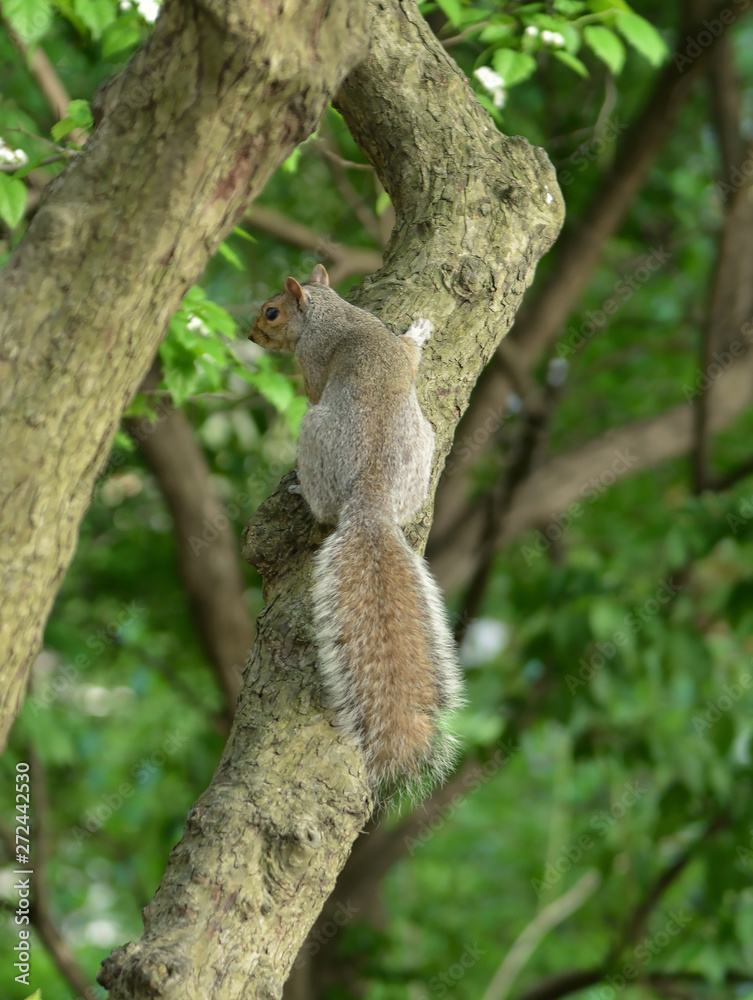 Western gray squirrel (Sciurus griseus) in park in New York City Western gray squirrel (Sciurus griseus) in park in New York City