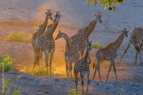 Fototapeta Naklejka Na Ścianę i Meble -  Giraffe herd in the last rays of sunlight