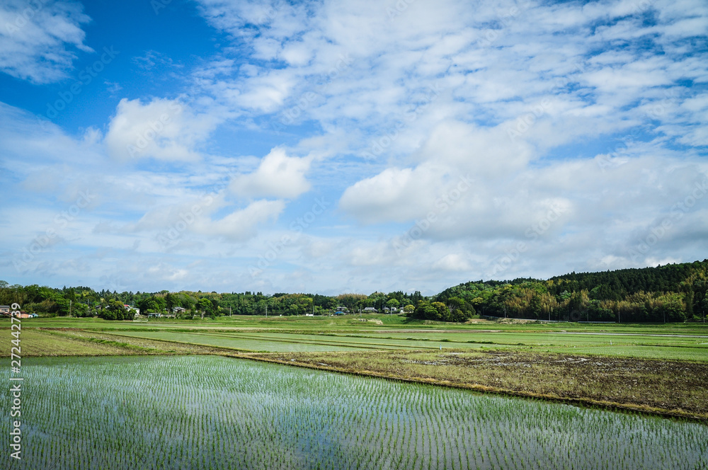 Rice field in Ichikawa City, Chiba, Japan