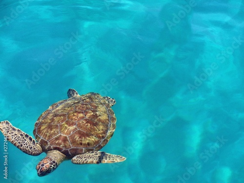 Tartaruga marinha - Fernando de Noronha