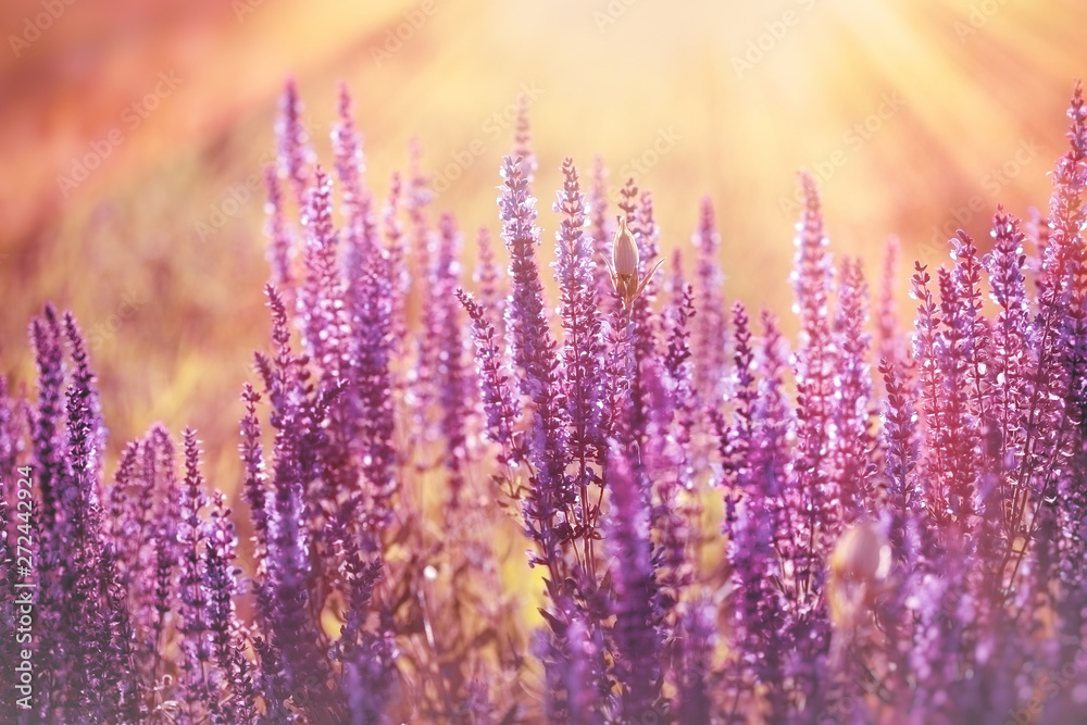 Fototapeta Fioletowy kwiat, fioletowe kwiaty kwitnące, fioletowe kwiaty oświetlone promieniami słońca późnym popołudniem, o zmierzchu - piękna przyroda