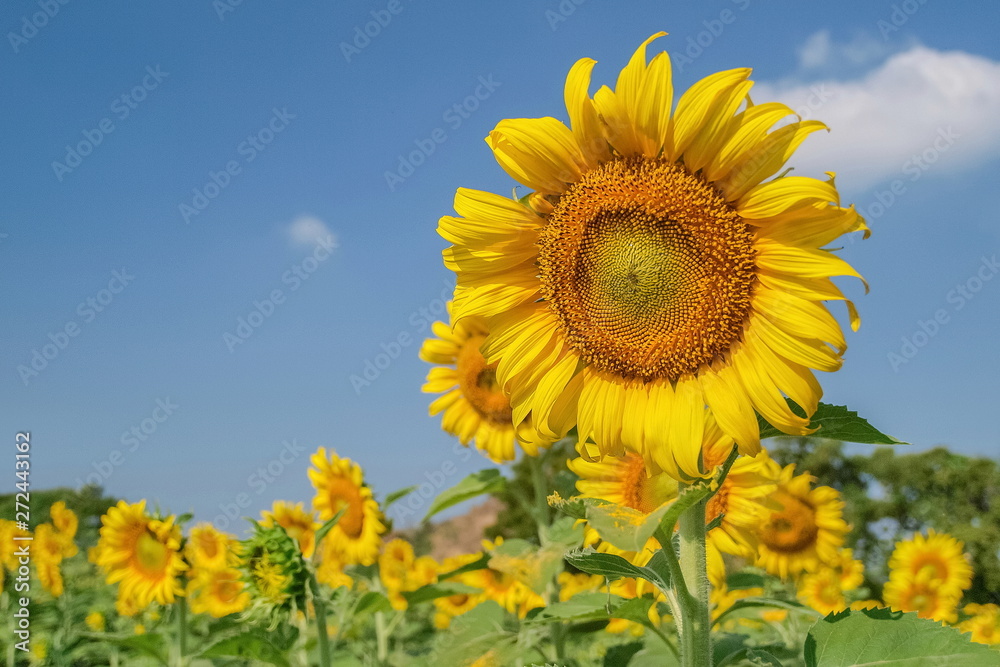 Close-up Sunflower blossom on tree with green leaves and blue sky background in Ban Hua Dong, Lopburi, Thailand.