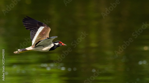Red-Wattled Lapwing in flight above water surface