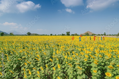 Beautiful Sunflower blossom in the field with blue sky background  Ban Hua Dong  Lopburi  Thailand.